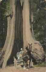 Sent to Harold from Papa, July 04, 1910